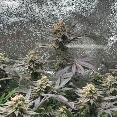 Watermelon Zkittlez 🍉🍭 growlog timeline photo