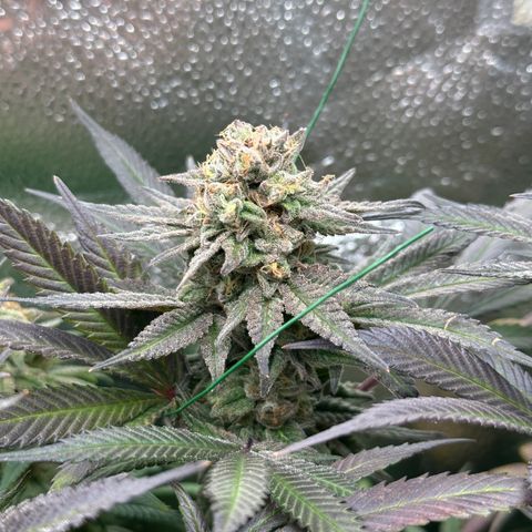 Watermelon Zkittlez 🍉🍭 growlog timeline photo