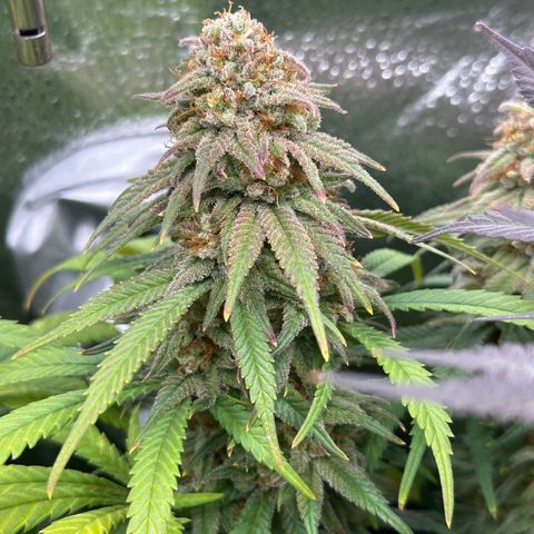Lemon Cherry Gelato 🍋🍒 growlog timeline photo