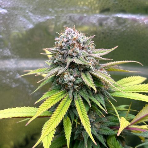 Pineapple Express 🍍 growlog timeline photo