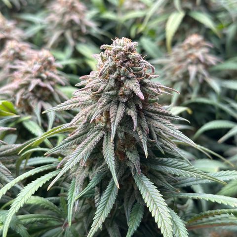 Lemon Cherry Gelato 🍋🍒 growlog timeline photo