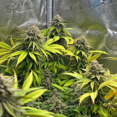 Pineapple Express 🍍 growlog timeline photo
