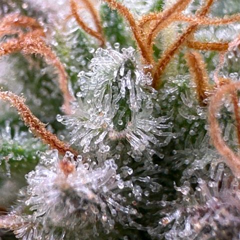 Lemon Cherry Gelato 🍋🍒 growlog timeline photo