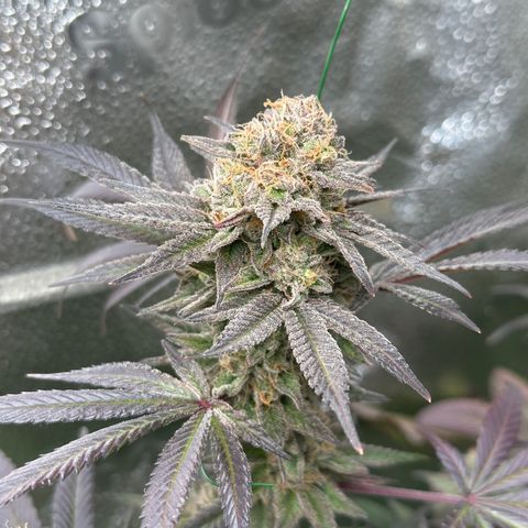 Watermelon Zkittlez 🍉🍭 growlog timeline photo