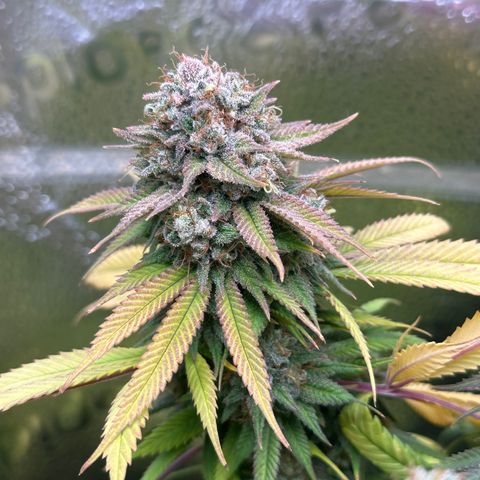 Pineapple Express 🍍 growlog timeline photo