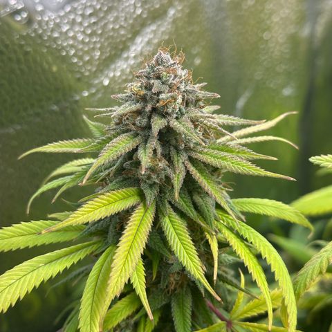 Pineapple Express 🍍 growlog timeline photo