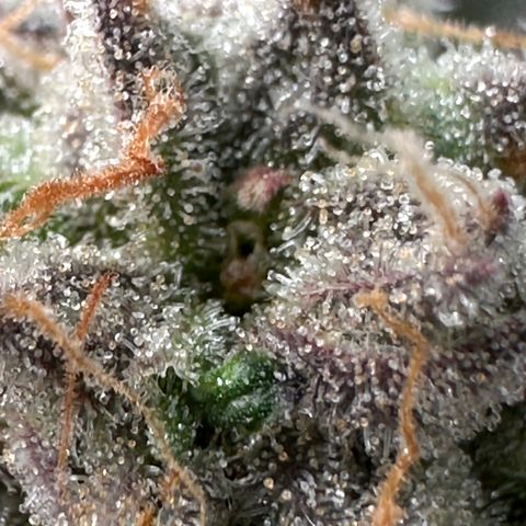 Watermelon Zkittlez 🍉🍭 growlog timeline photo