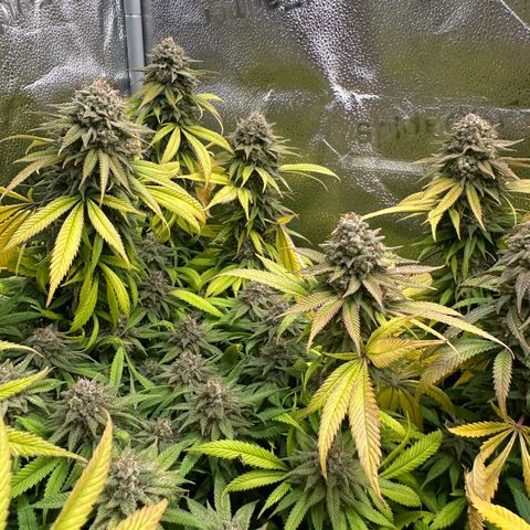 Pineapple Express 🍍 growlog timeline photo