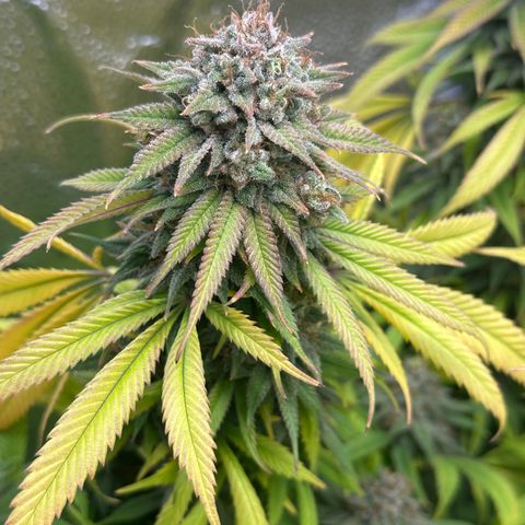Pineapple Express 🍍 growlog timeline photo