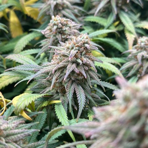 Lemon Cherry Gelato 🍋🍒 growlog timeline photo