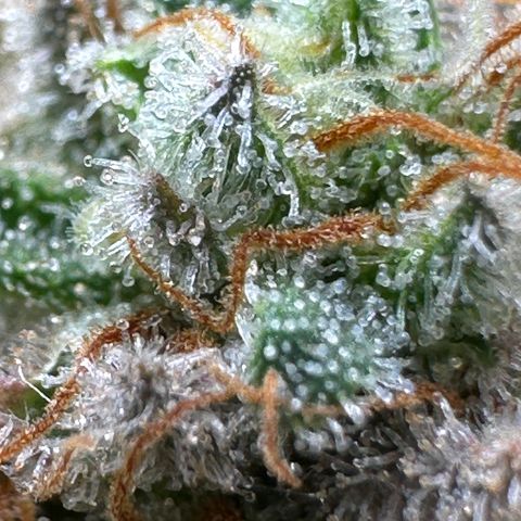 Lemon Cherry Gelato 🍋🍒 growlog timeline photo