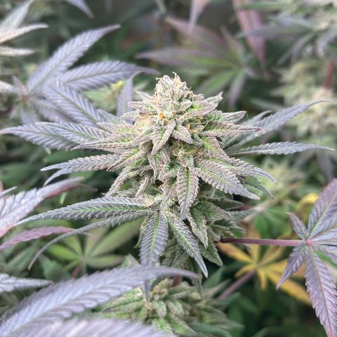 Watermelon Zkittlez 🍉🍭 growlog timeline photo