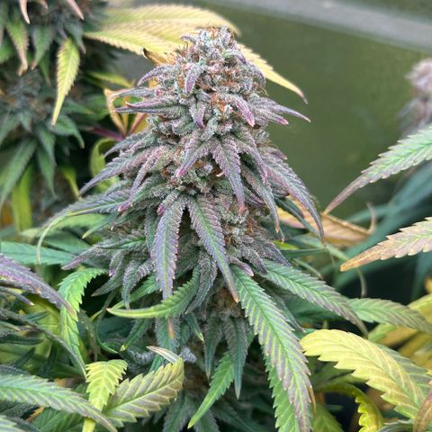 Lemon Cherry Gelato 🍋🍒 growlog timeline photo