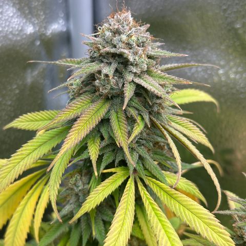 Pineapple Express 🍍 growlog timeline photo
