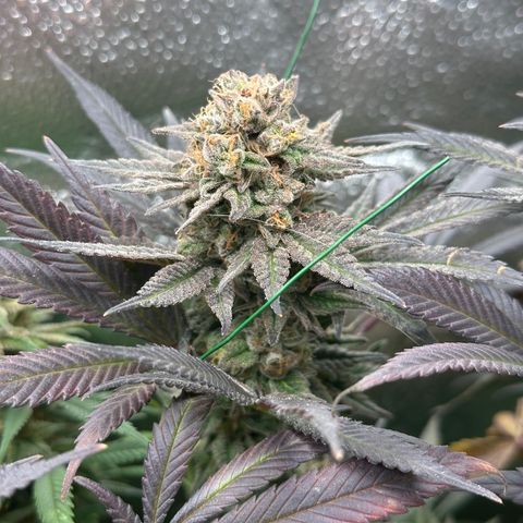 Watermelon Zkittlez 🍉🍭 growlog timeline photo