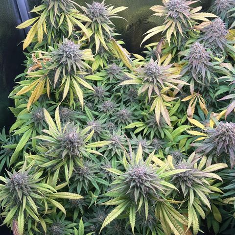 Pineapple Express 🍍 growlog timeline photo