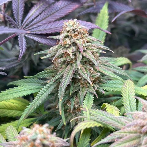Lemon Cherry Gelato 🍋🍒 growlog timeline photo