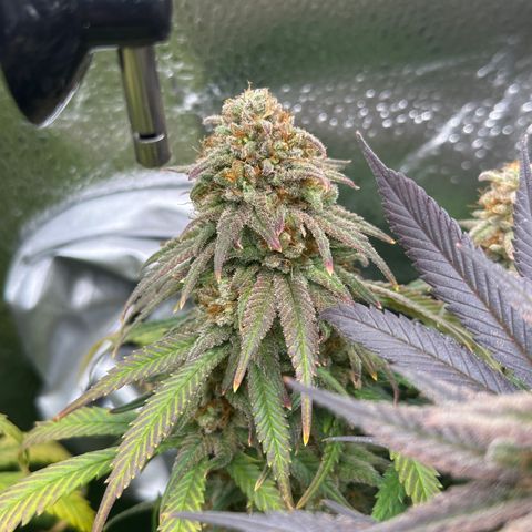 Lemon Cherry Gelato 🍋🍒 growlog timeline photo