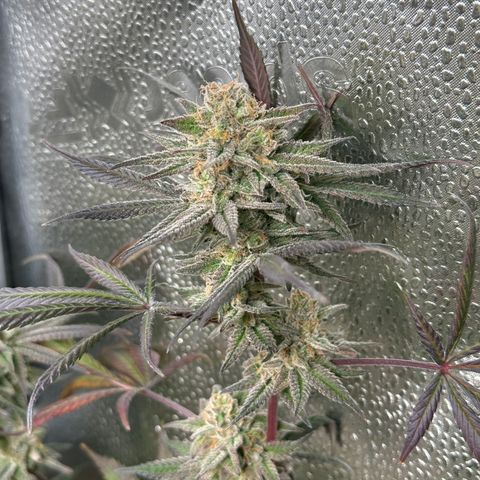 Watermelon Zkittlez 🍉🍭 growlog timeline photo
