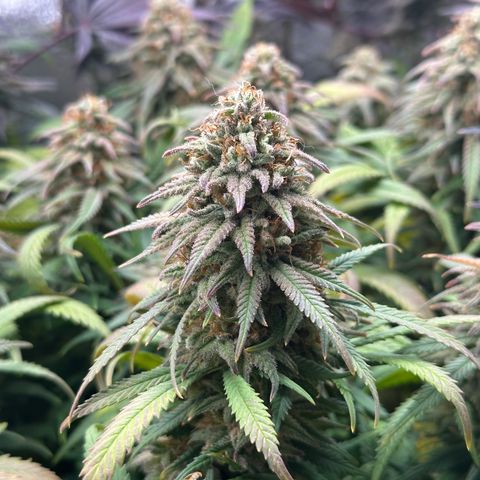 Lemon Cherry Gelato 🍋🍒 growlog timeline photo