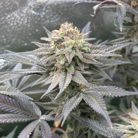 Watermelon Zkittlez 🍉🍭 growlog timeline photo