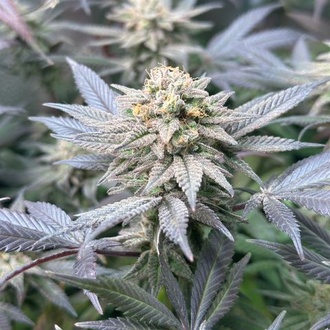 Watermelon Zkittlez 🍉🍭 growlog timeline photo
