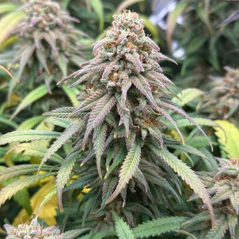 Lemon Cherry Gelato 🍋🍒 growlog timeline photo