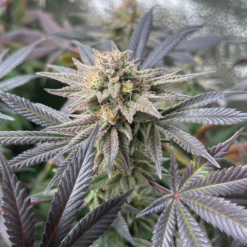 Watermelon Zkittlez 🍉🍭 growlog timeline photo