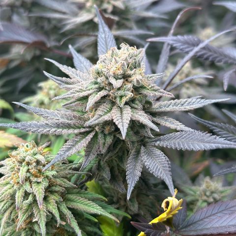 Watermelon Zkittlez 🍉🍭 growlog timeline photo