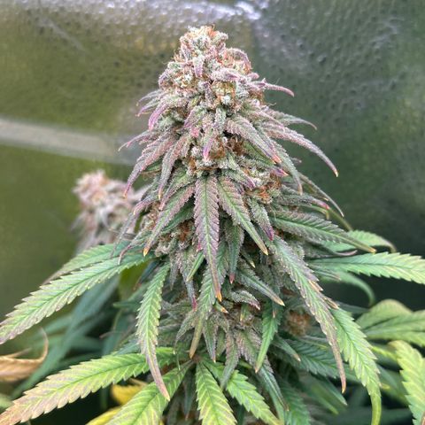 Lemon Cherry Gelato 🍋🍒 growlog timeline photo