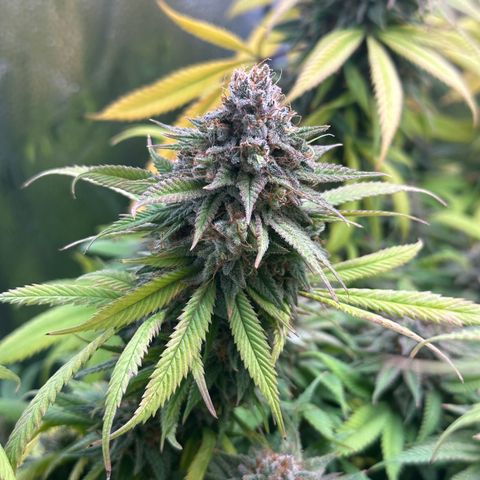 Pineapple Express 🍍 growlog timeline photo