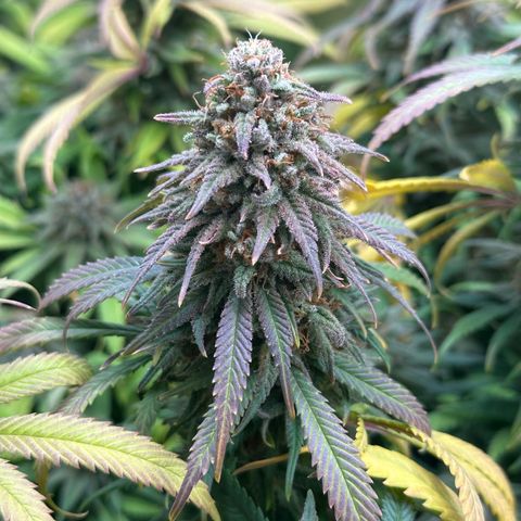 Lemon Cherry Gelato 🍋🍒 growlog timeline photo
