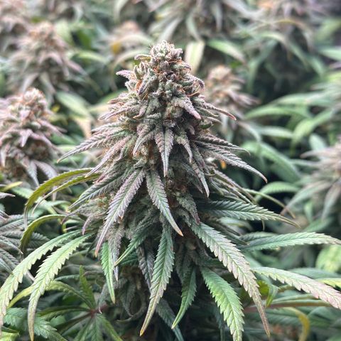 Lemon Cherry Gelato 🍋🍒 growlog timeline photo