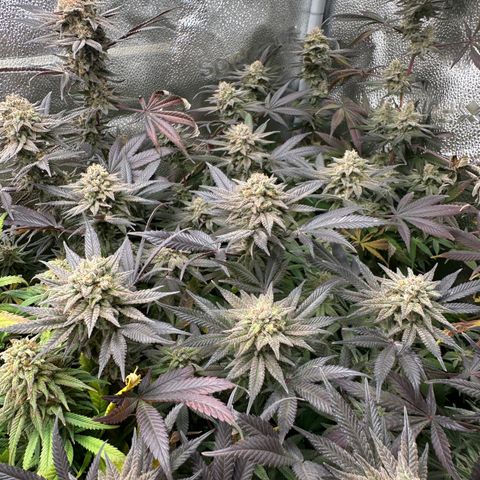 Watermelon Zkittlez 🍉🍭 growlog timeline photo