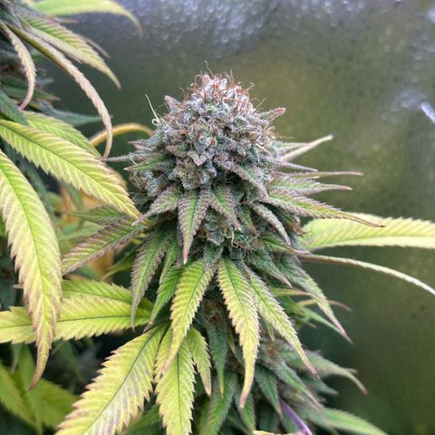 Pineapple Express 🍍 growlog timeline photo