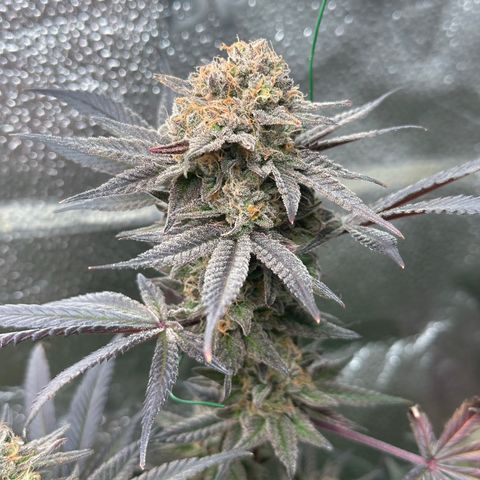 Watermelon Zkittlez 🍉🍭 growlog timeline photo