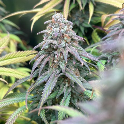Lemon Cherry Gelato 🍋🍒 growlog timeline photo
