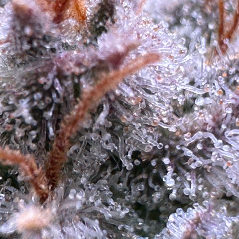 Pineapple Express 🍍 growlog timeline photo