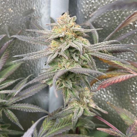 Watermelon Zkittlez 🍉🍭 growlog timeline photo
