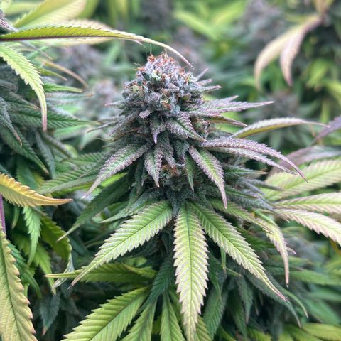 Pineapple Express 🍍 growlog timeline photo
