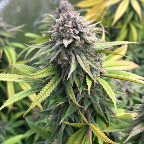 Pineapple Express 🍍 growlog timeline photo
