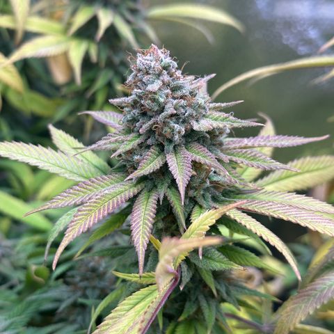 Pineapple Express 🍍 growlog timeline photo
