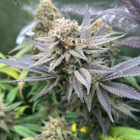Watermelon Zkittlez 🍉🍭 growlog timeline photo