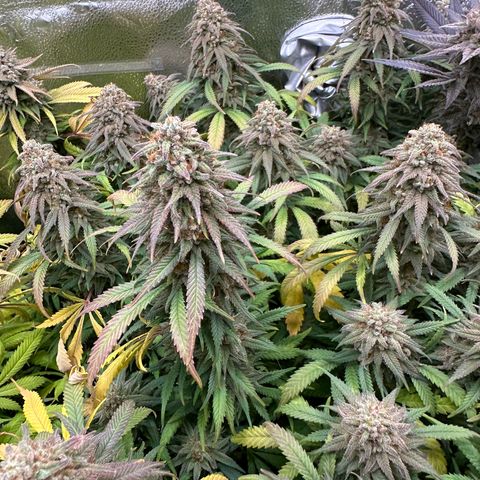 Lemon Cherry Gelato 🍋🍒 growlog timeline photo