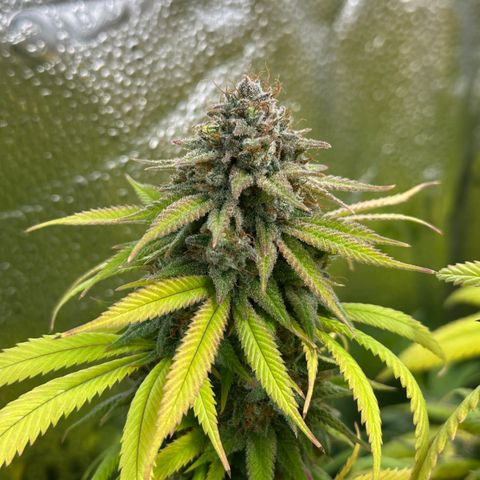 Pineapple Express 🍍 growlog timeline photo