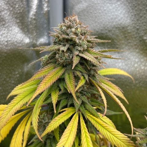 Pineapple Express 🍍 growlog timeline photo