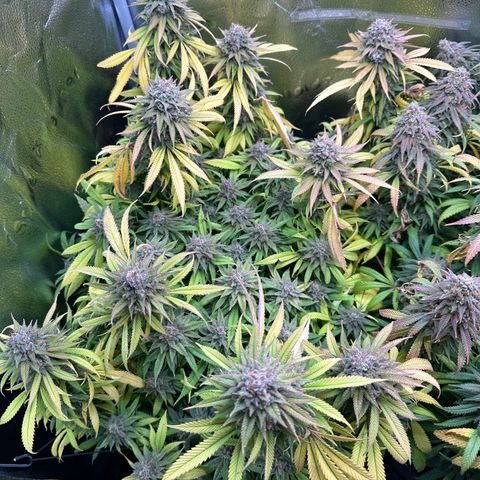 Pineapple Express 🍍 growlog timeline photo