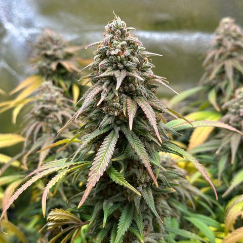 Lemon Cherry Gelato 🍋🍒 growlog timeline photo