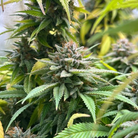 Pineapple Express 🍍 growlog timeline photo