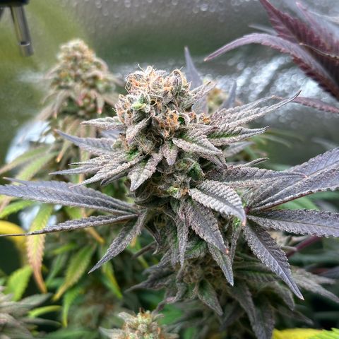 Watermelon Zkittlez 🍉🍭 growlog timeline photo